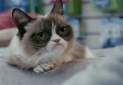 Grumpy Cat, le chat le plus grognon du web et héros de télé