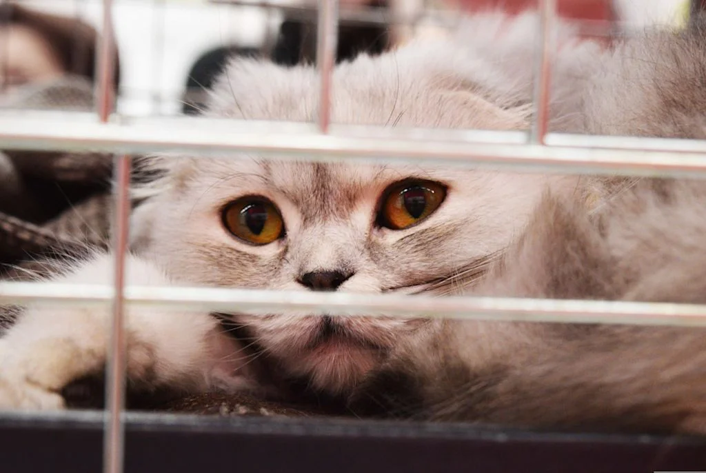chat en cage pour sa fourrure