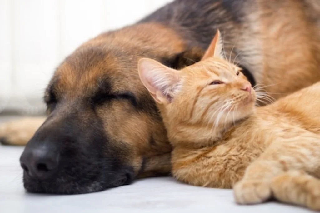 chien et chat chaleur hiver