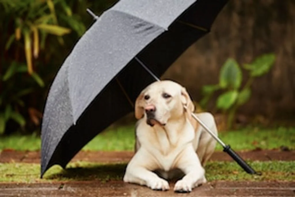 chien sous la pluie