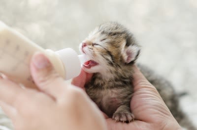 Herbe, lait, poisson… est-ce indispensable pour le chat ?