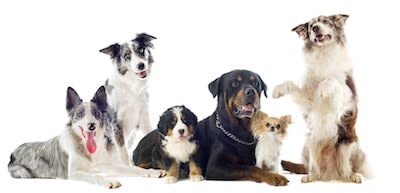 Un site pour comprendre les maladies héréditaires du chien