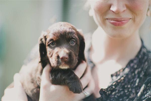 Mirza : l’application détective de chiens et chats perdus