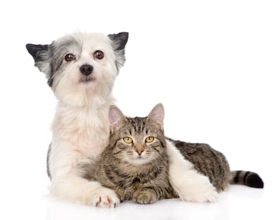 Chiens et chats : un nom commençant par L en 2015