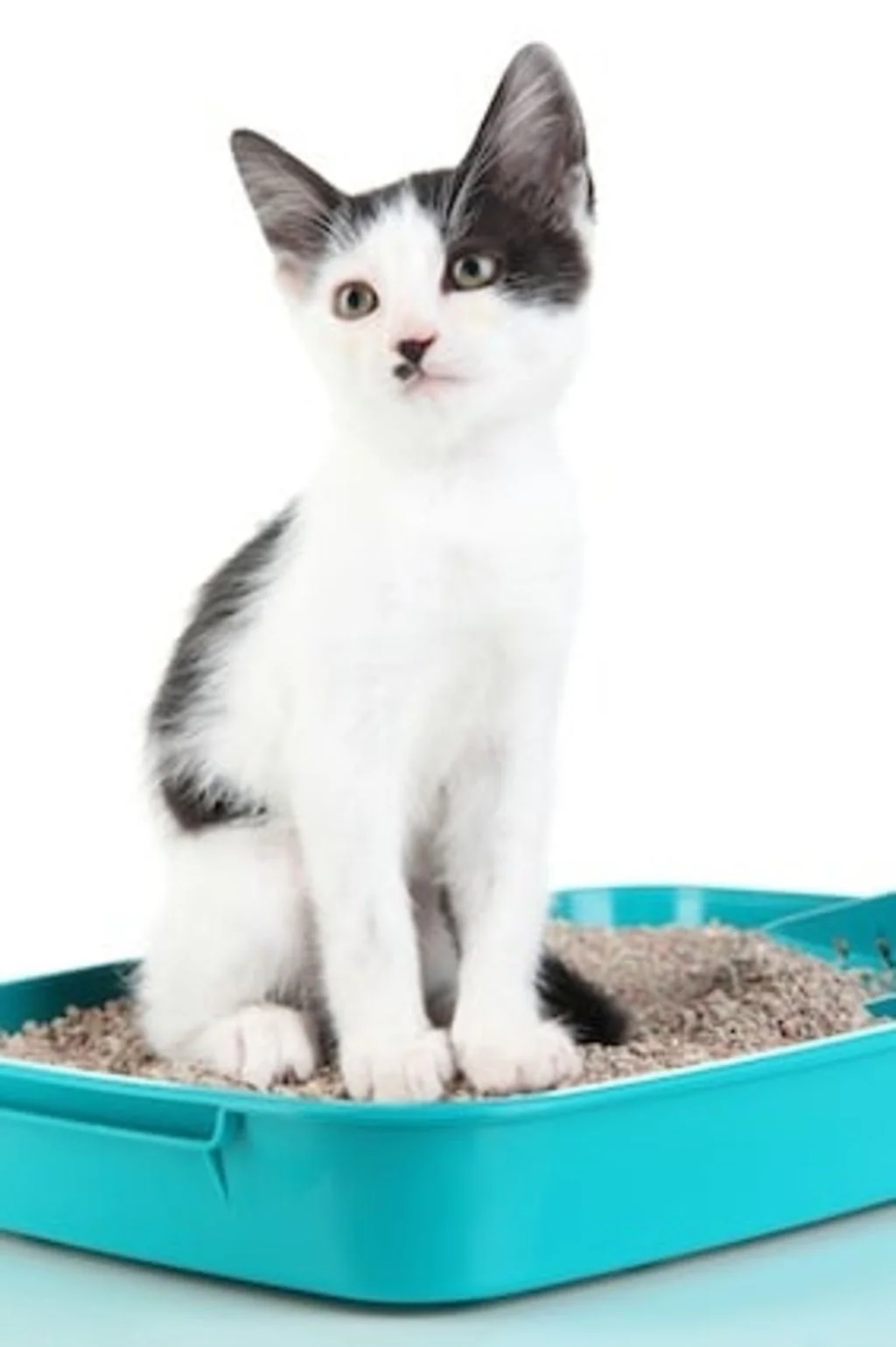 quelle-litiere-pour-chat-choisir-60-millions-de-consommateurs-2014