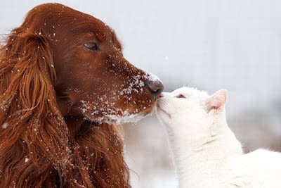 Protéger et s’occuper de son chien ou chat en hiver
