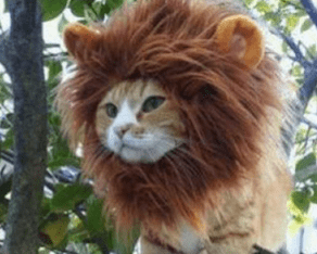 Le tigre en cavale était… un gros chat !