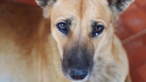 Il est possible de manger du chien en Suisse