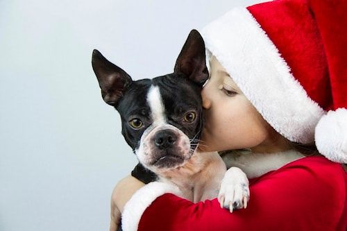 Des box pour faire plaisir aux chiens, aux chats