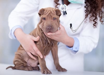 Une couverture santé complète pour le chien, chat et NAC