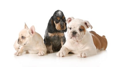 Vente de chiots : décrypter les petites annonces