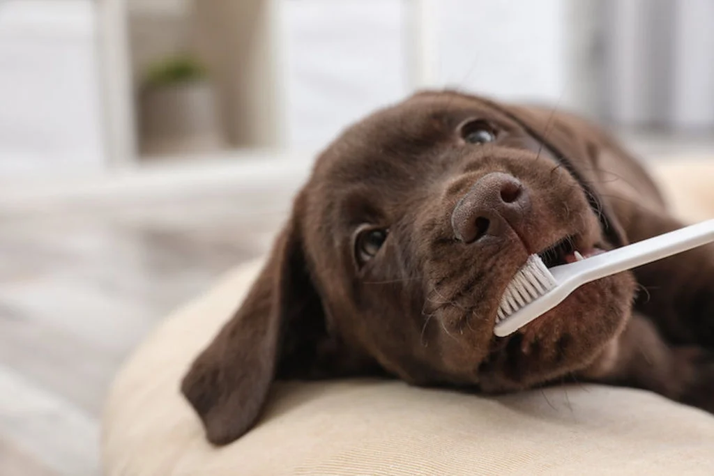brosse_a_dents_pour_chien