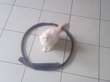 Dessinez un cercle… pour amuser le chat et le sécuriser !