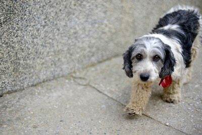 Chien perdu, trouvé, à adopter: un site pour la recherche
