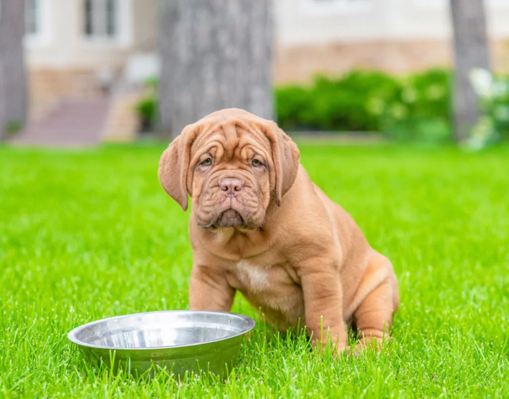 gamelles_pour_chiot