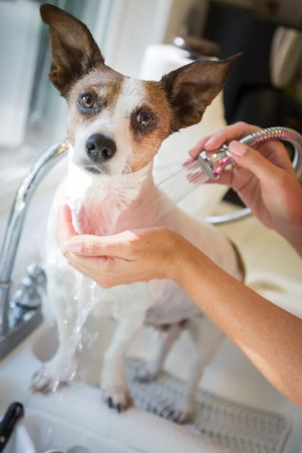 laver son chien