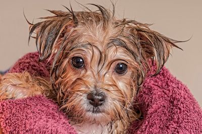Laver son chien ou son chat : une partie de plaisir !