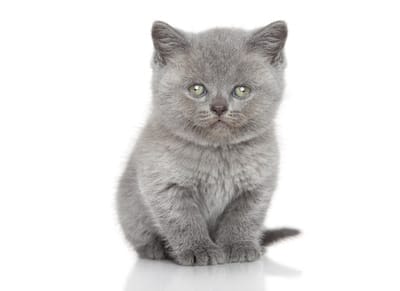 Russie : saisies des chats et NAC des maîtres endettés