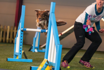 Une salle de sports canins pour s&rsquo;entraîner par tous temps
