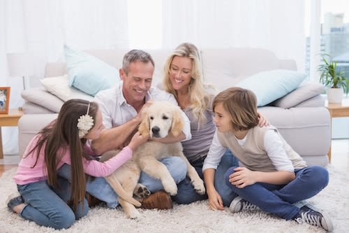 Un chien arrive : quelle place dans le cœur des maîtres ?