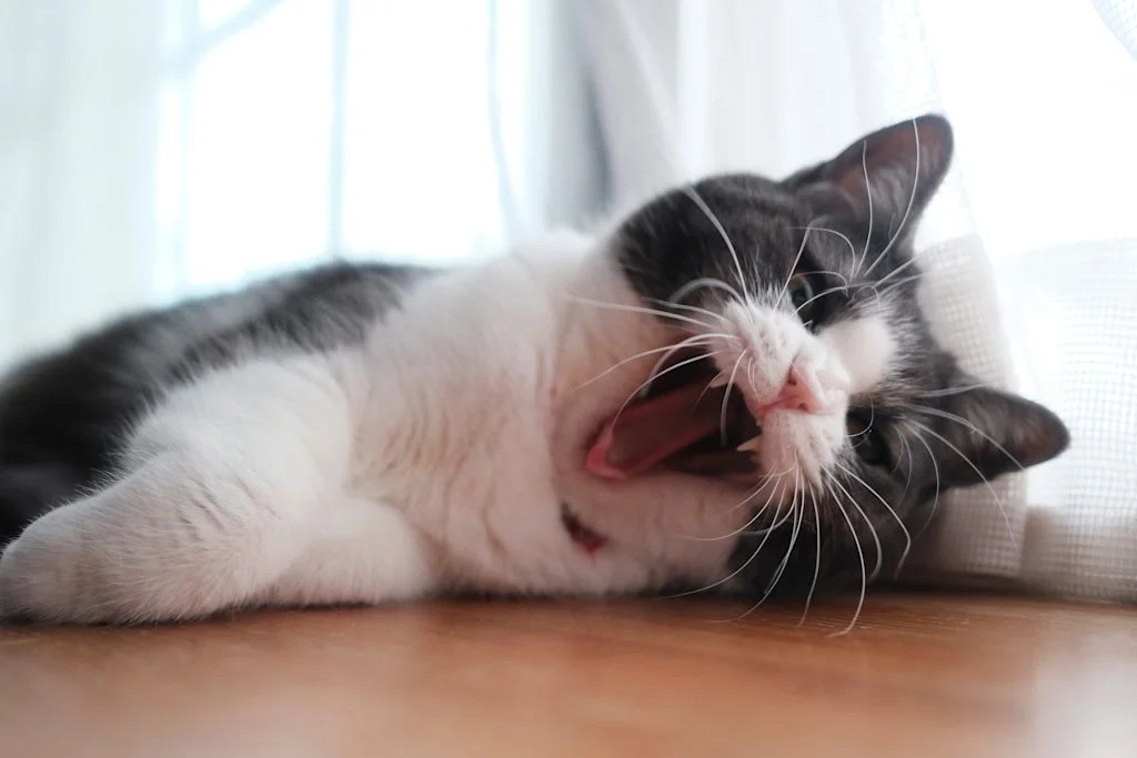 Chat qui éternue