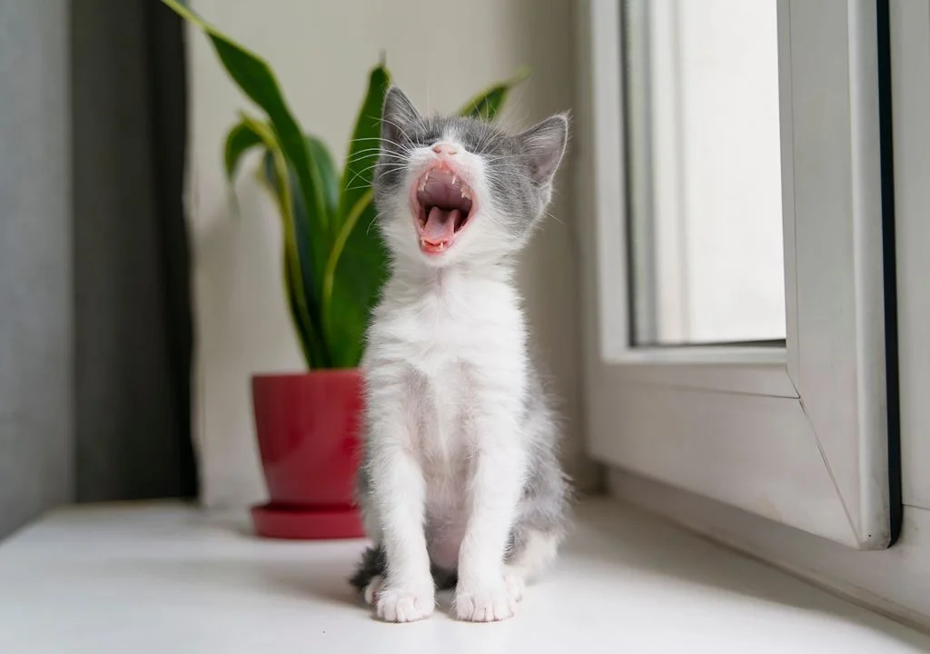 Chaton qui éternue