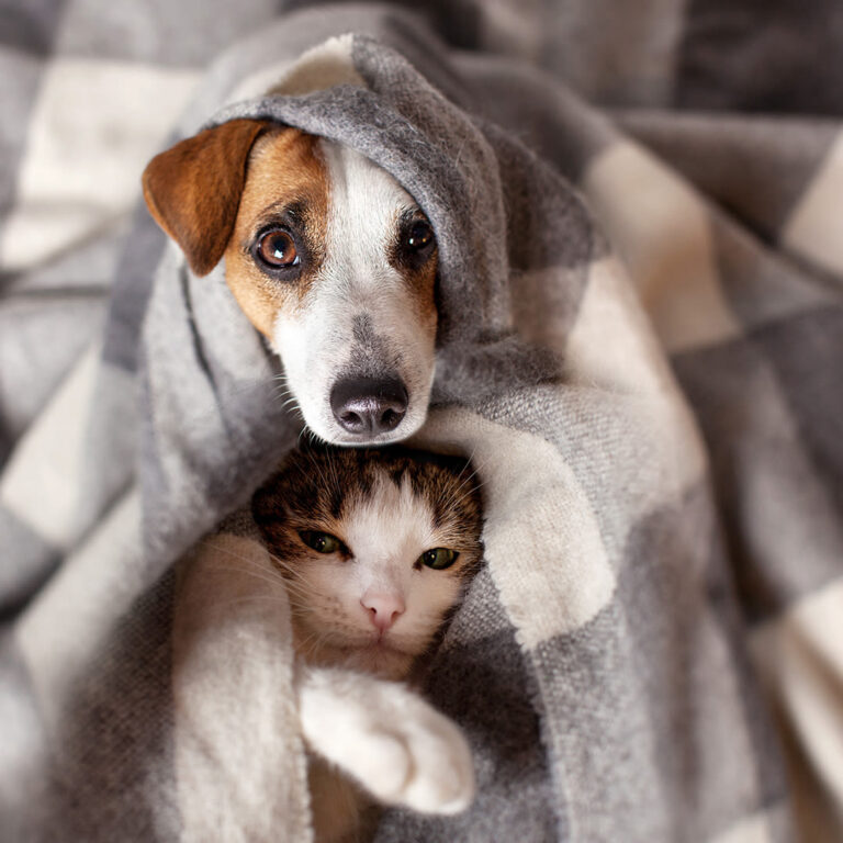 Prévenir la gastro-entérite chez le chien et chat