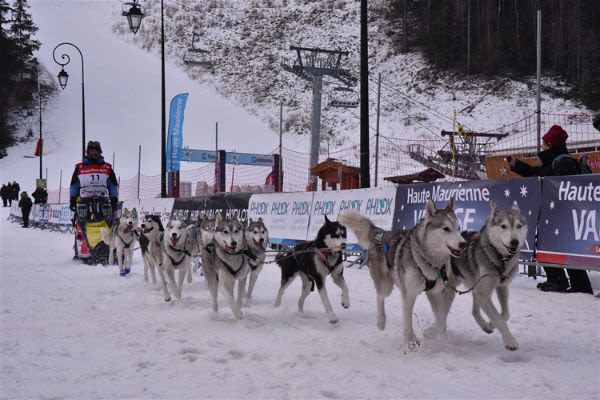 Chiens de traîneau : des races taillées pour la course