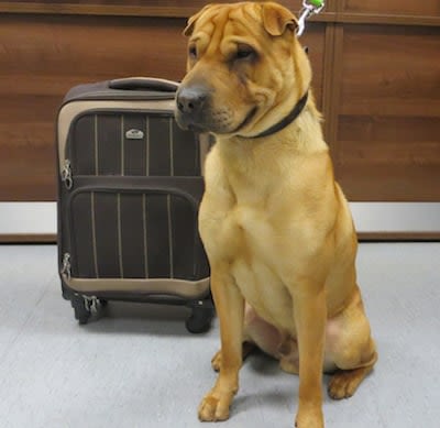 Kai : chien inconnu, abandonné dans une gare