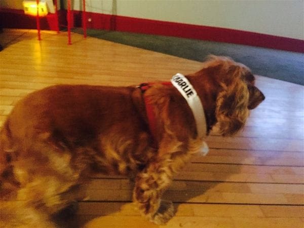 Lila, le cocker mascotte de Charlie Hebdo
