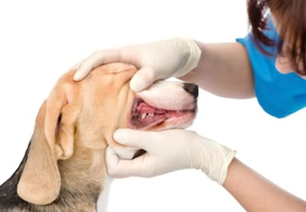 brosser les dents du chien