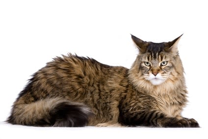 Main Coon : le chat préféré des Français
