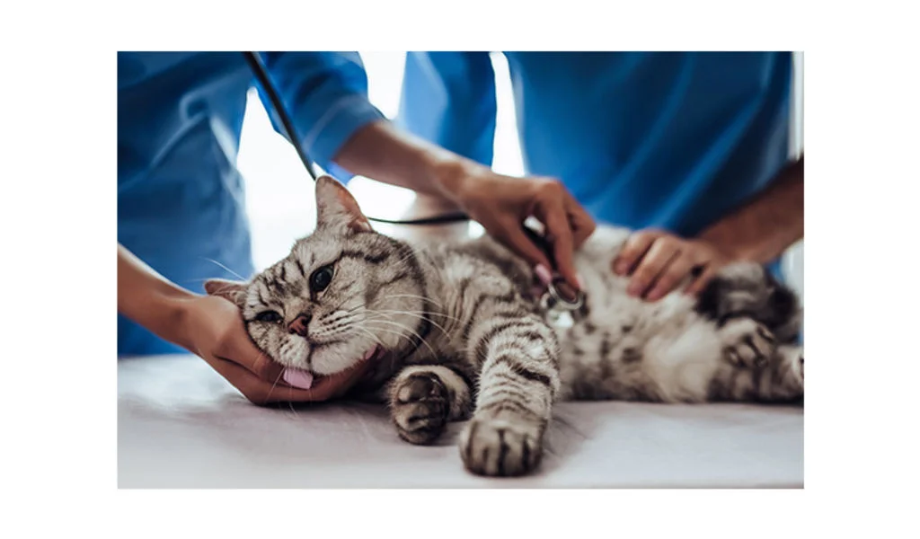 chat malade