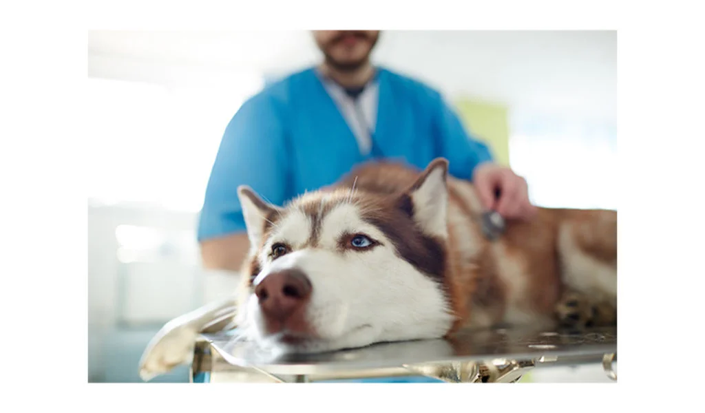 chien véto 2