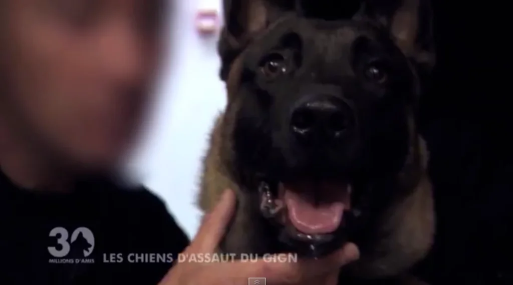 chiens du GIGN 30 Millions d'Amis 2