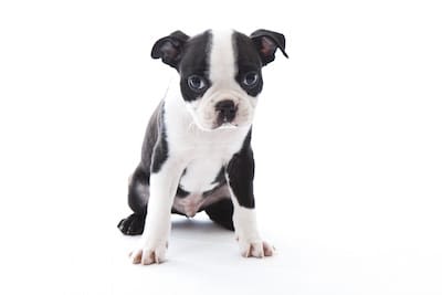 Bouledogue français : les Suisses mettent en garde les acquéreurs
