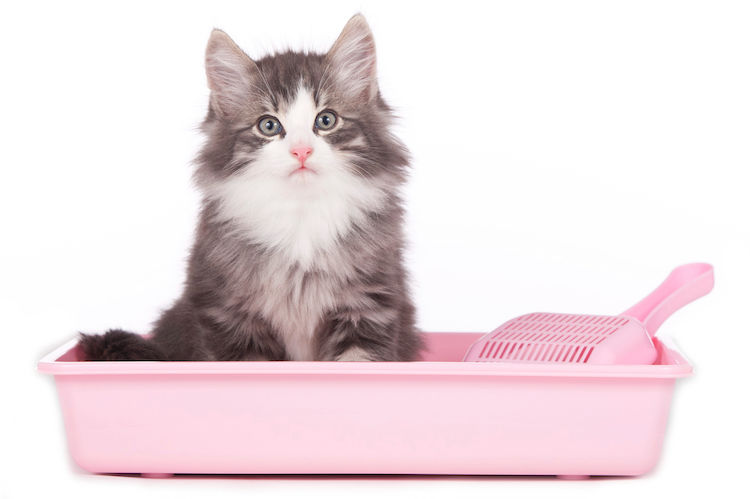 Litière pour chat : des effets néfastes pour l’homme ?