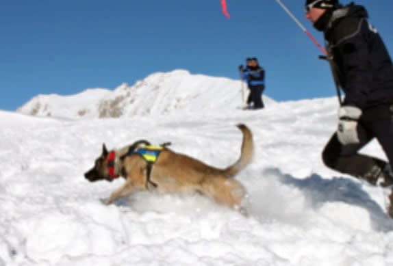 Maîtres chiens d’avalanche : les gendarmes se forment