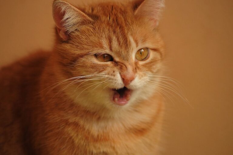 Mon chat éternue : pourquoi, que faire et quand s’inquiéter ?