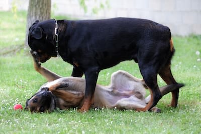 Pourquoi le chien se roule-t-il sur dos ?