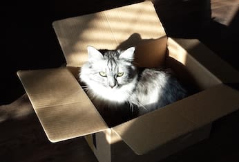Russie : un bébé abandonné sauvé par un chat errant