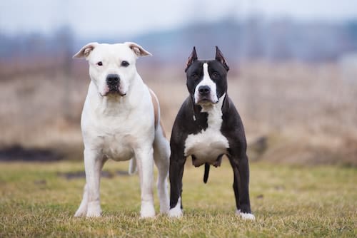 Ne pas choisir n&rsquo;importe quel nom pour son chien