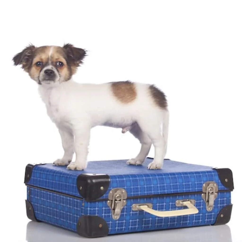 voyager avec son chien