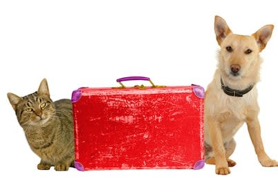 Voyager avec son chien ou chat : un site vous dit tout !