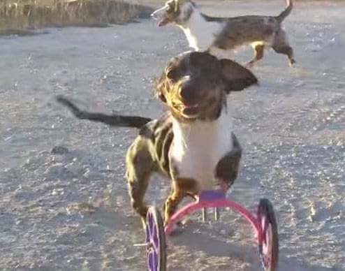 Handicap : un appareillage en 3D pour chien
