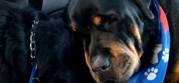 L’émouvante vidéo d’un rott ne quittant pas son jumeau