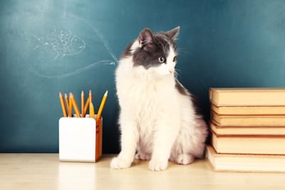 Se faire livrer un chat au bureau pour la pause déjeuner !