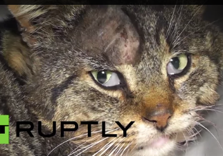Un chat sauvé malgré un couteau planté dans le crâne