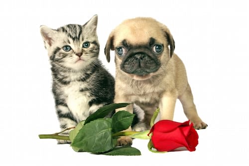 Saint-Valentin : les animaux aussi ont droit à leur cadeau