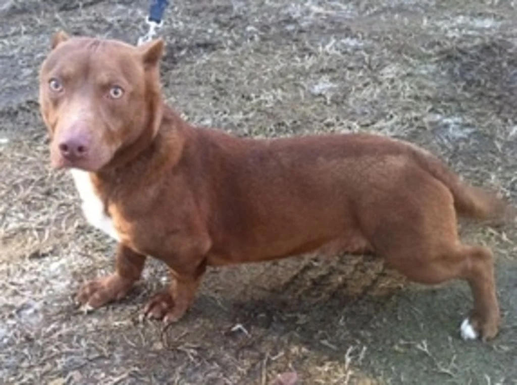 chien crois&eacute; pitbull et teckel